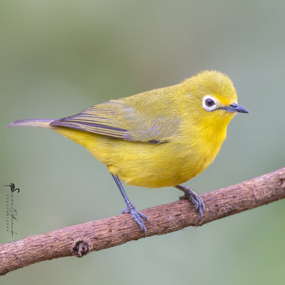 Pale White-eye