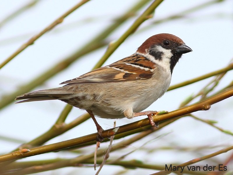 #BirdsSeenIn2024 #Ringmus #Passer_montanus #Eurasian_Tree_Sparrow in the #Netherlands . @Britnatureguide @Float_photo .