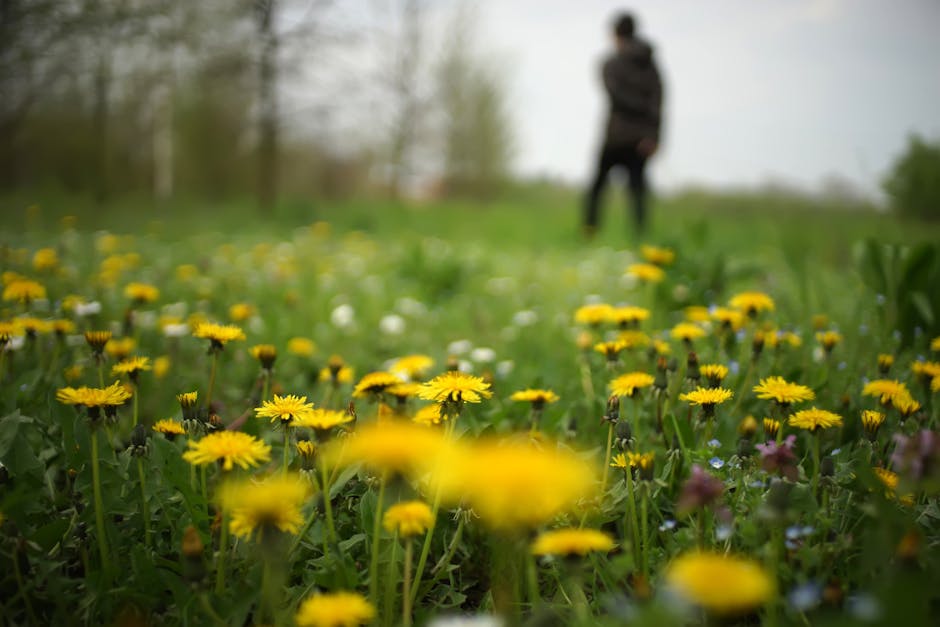 Dandelions were once so revered, the grass around them was weeded out to give them more space. Dandelions are rich in vitamins A, C, and K. They contain vitamin E, iron, calcium, magnesium, potassium, and B vitamins. #InternationalDayOfTheDandelion