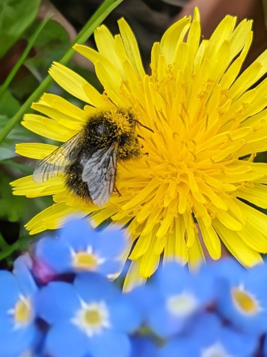Happy #InternationalDayoftheDandelion ! Share your pics of this pollinators' paradise wildflower with the hashtag to take us into gorgeous #NoMowMay 💛🌼🐝