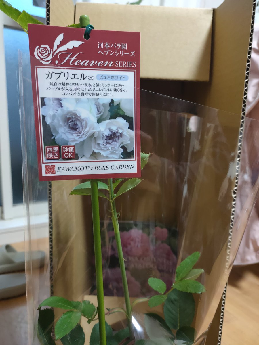 mikaruru2's tweet photo. 期待明年 https://t.co/EzPLVvJFDI