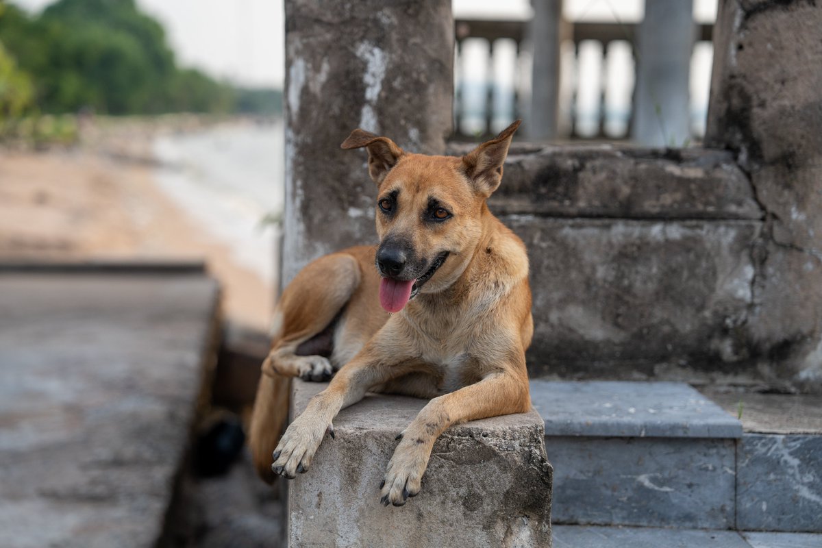 alamy.com/a-thai-street-… A Thai Street Dog at the The Ocean Sanctuary Chittaphawan Monks College of Naklua District Chonburi in Thailand Asia Alamy Stockphoto Self Promotion #thailand #thai #pattaya #travel #photo #photography #travelphotography #Traveler #dog #dogs