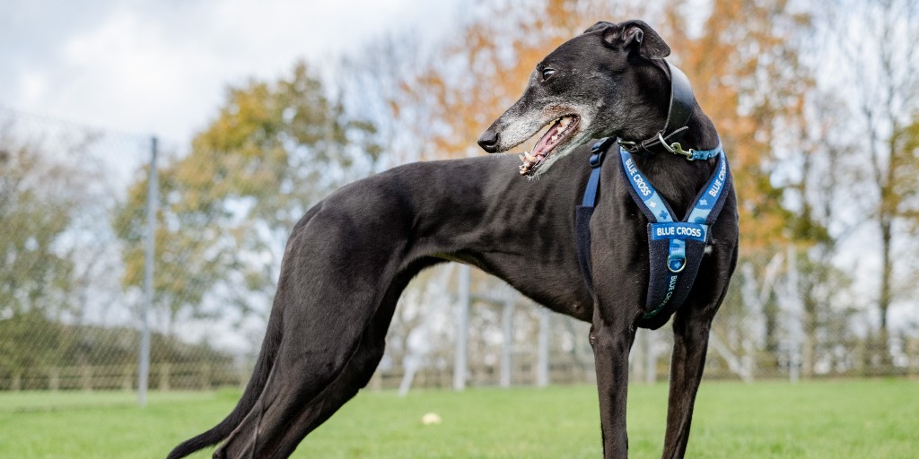 Last chance to have your say! 📢 An MSP has proposed a bill to ban greyhound racing in Scotland and he wants to hear your opinions! Respond to our survey here 👉 bit.ly/3JbBMPm