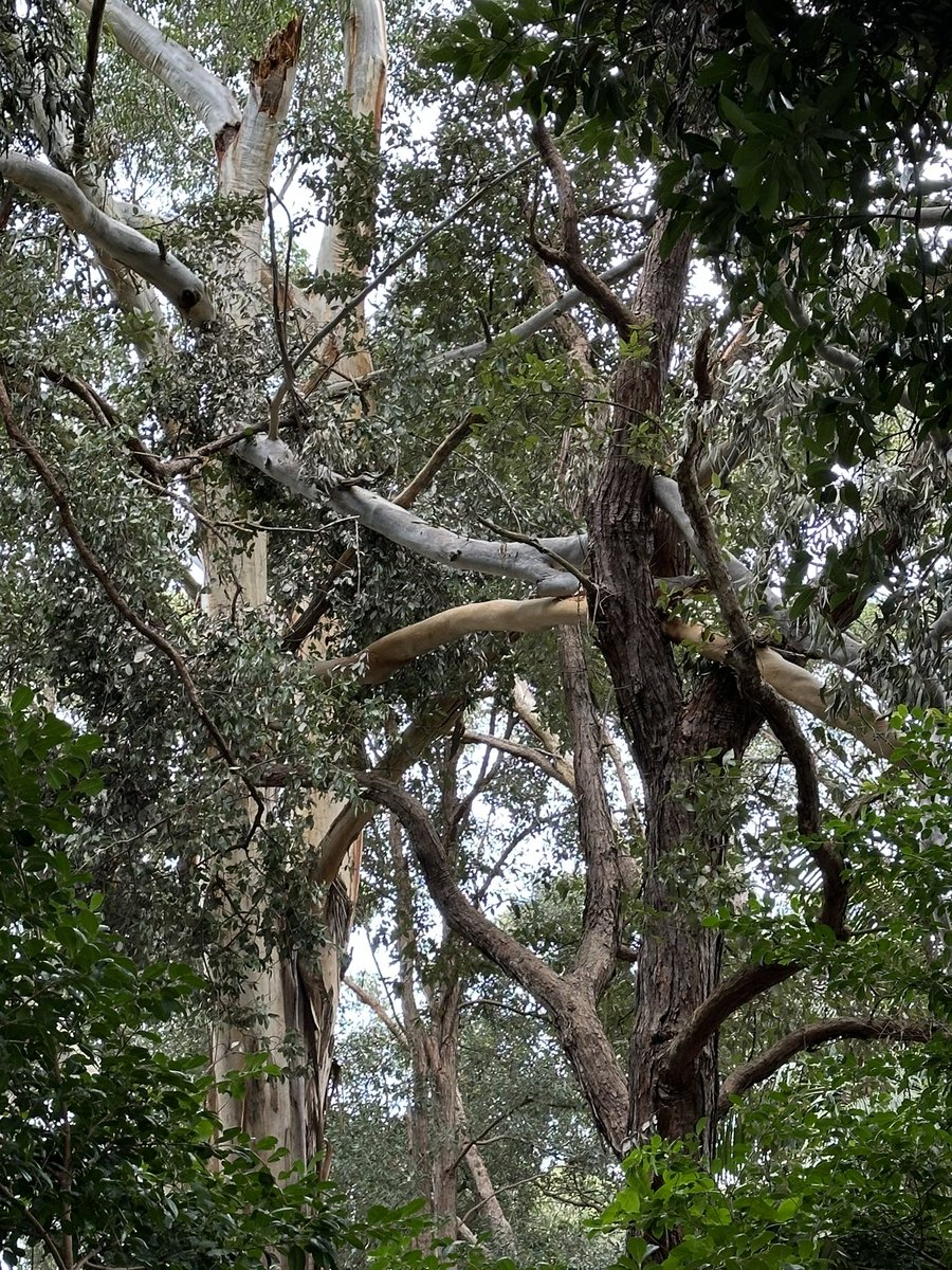 ohsixoneoh's tweet photo. I went up the hills today, I need a change in scenery and/or the weather because I’m bored #run #running
#Kite flying, the kid nearly got taken away when the wind picked up; #FairyWren harem; #Pincushion #Hakea and #RainbowLorikeets; #Eucalypt branch, imagine if this fell down https://t.co/KJvAIbwQtL