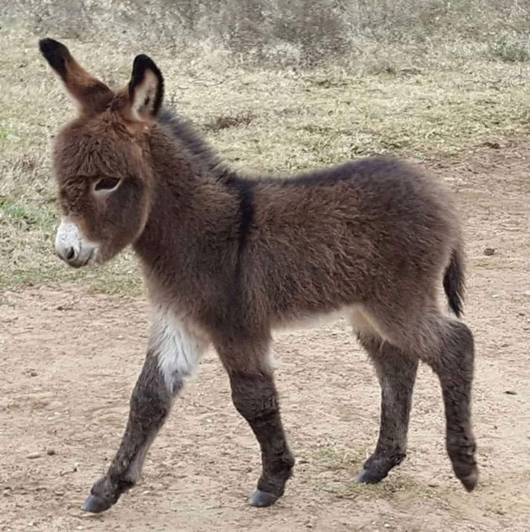 Donkeys of the Day 🤗 #donkey #donkeywelfare #donkeys #Eeyore #Ilovedonkeys  #donkeyrescue #donkeylife #donkeysanctuary #haven #donkeyhaven #donkeylove #donkeyphotography Photo credit: unknown