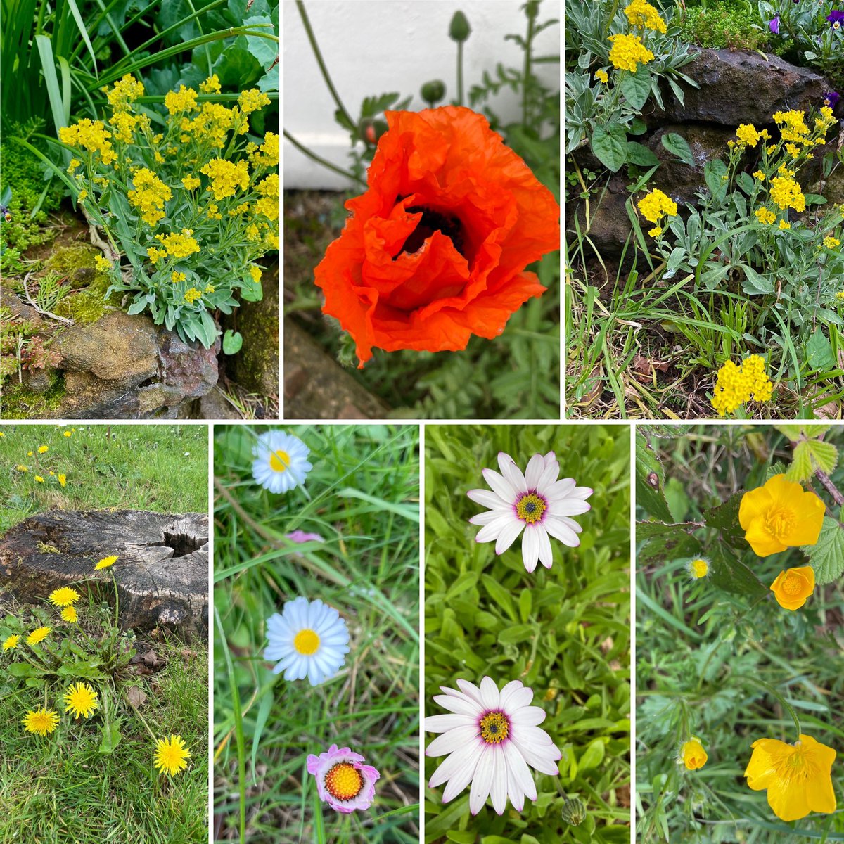 Good morning with my #SevenOnSunday and #SundayYellow from the past week and including basket of gold and the first poppy I’ve spotted this spring. Have a fun Sunday! 
#flowers #wildflowers #poppy #daisies #dandelion #buttercup #basketofgold #flowerphotography #SundayMotivation