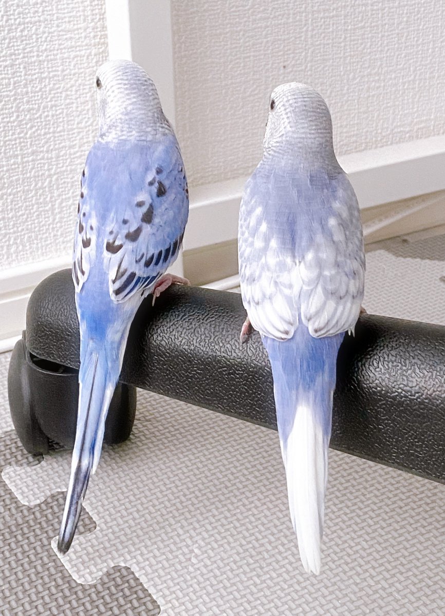 0601chiwan's tweet photo. 仲良し🕊  ͗ ͗𓂃🤍

 #セキセイインコ  #インコ #ペット https://t.co/q2JuW075D8