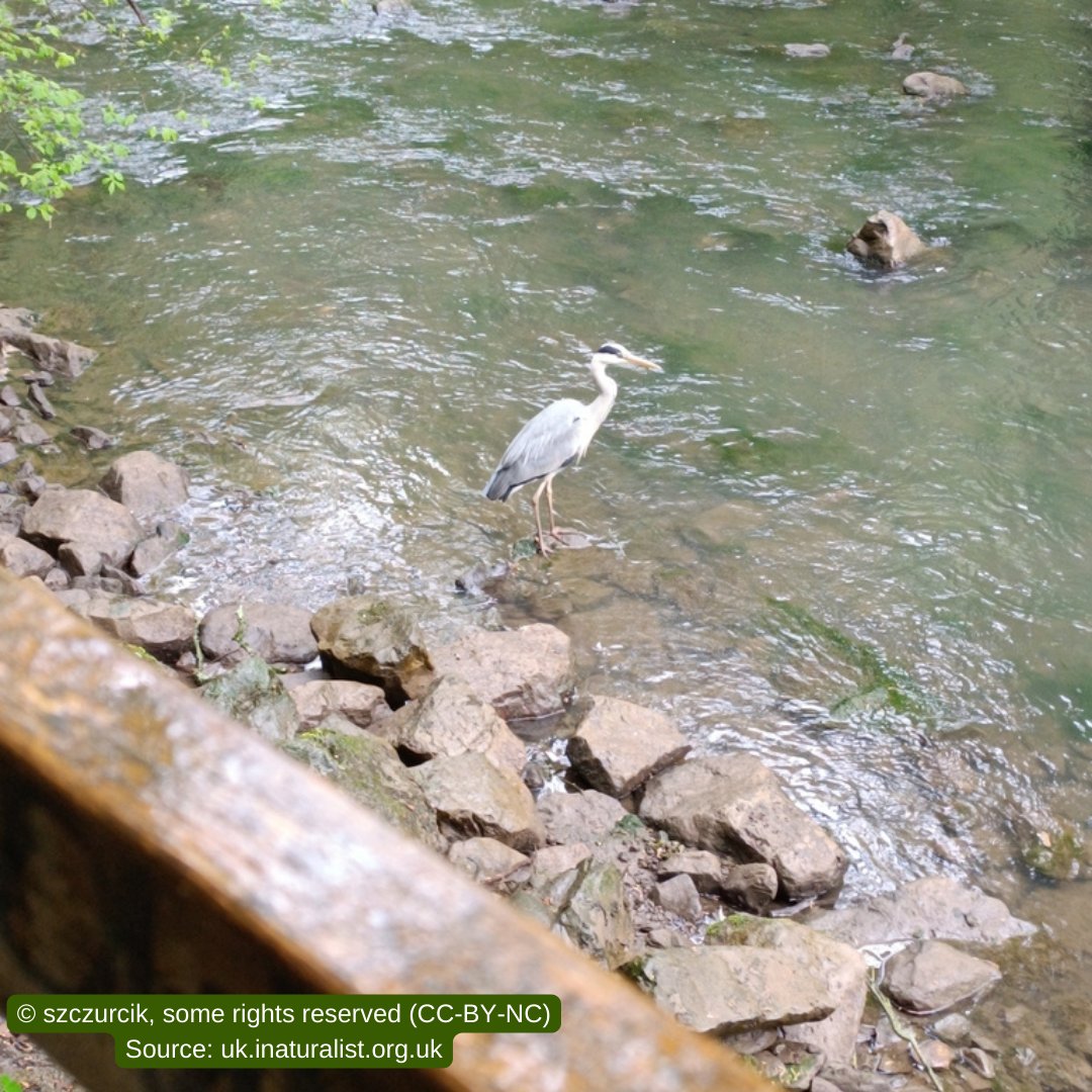 An amazing day 2 of #CityNatureChallenge across the West of England region! We've just hit 2000 observations and 660 species. 🙌

Here are a few of our favourites from yesterday's observations...

✿ Grey Heron (Ardea cinerea) by iNaturalist user @ szczurcik in Hartcliffe (CC-BY)