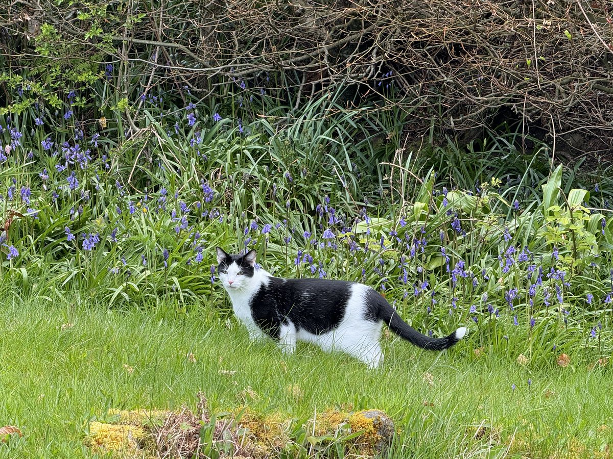 Allsorts among the bluebells! 🐈‍⬛ 🐾 #spring #catsoftwitter