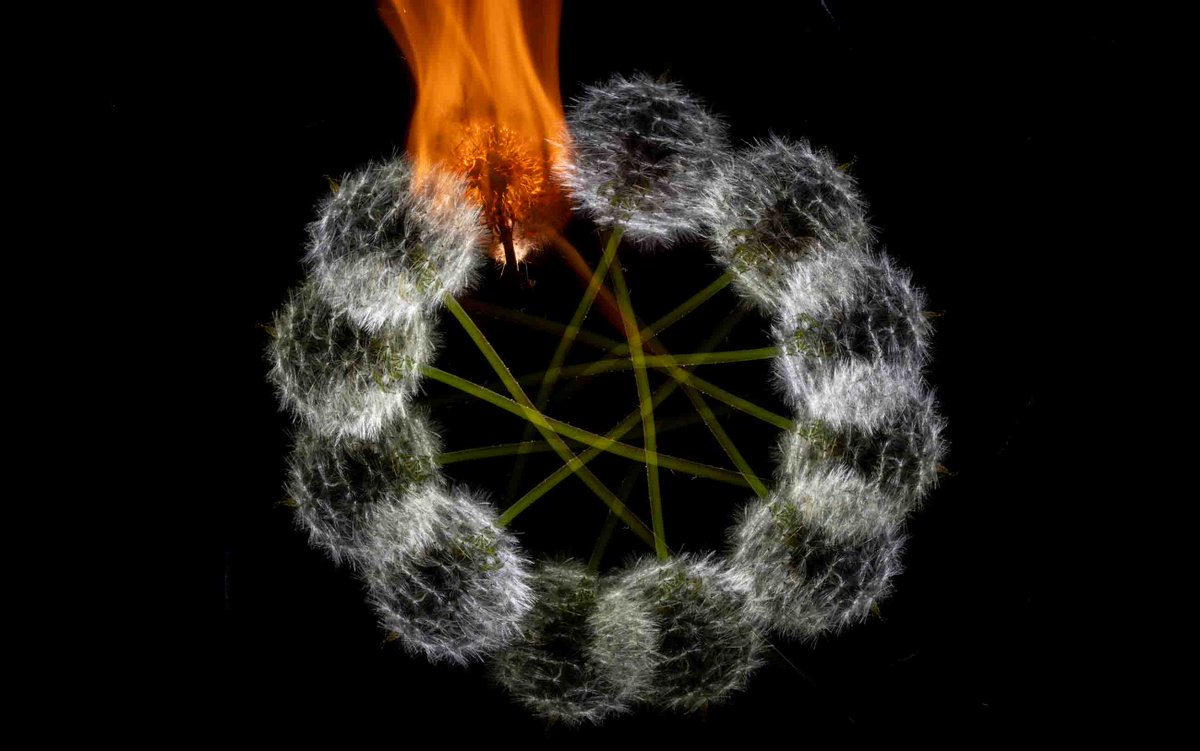 GunnarHeilmann's tweet photo. Dandeloin Spin Part II.
See last nights experiments with the little dandelions
#posh #hiveblogshare #photofeed #lightpainting #lightart #camerarotation
https://t.co/HJlkaW6ZRD https://t.co/VNFfZqzE3y