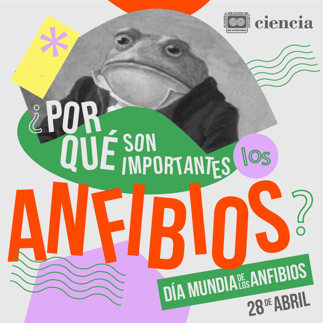 México 🇲🇽 es el quinto país con la mayor diversidad de anfibios a nivel mundial. 🌎

¿Por qué son importantes para los ecosistemas? ¿Qué beneficios nos brinda su presencia? 🤔

#DiaDeLosAnfibios 🐸