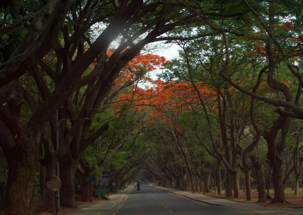 Gulmohars grace the campus 🍂🏵️

#IIScframes
📸 @KRPrasadIISc