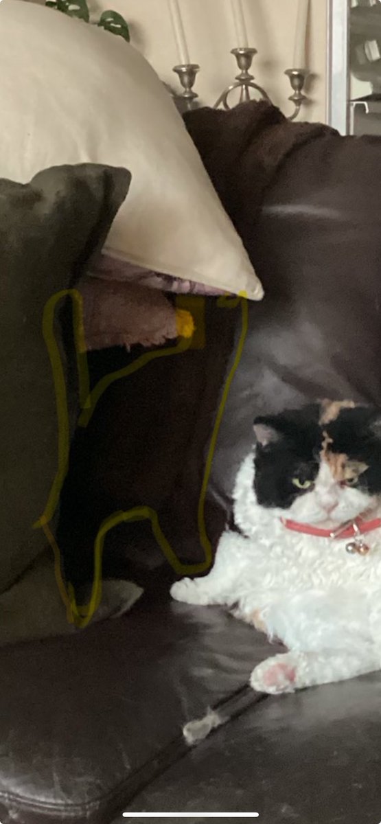 @craigsrex @VitCza For a minute I thought you had another newcomer in your house. The shadow in the cushion looked like a new black cat, young, thin, athletic. I tried to outline it in yellow but I’m not very artistic. 

Fairy PA to #Ambassacats #level3Nurse