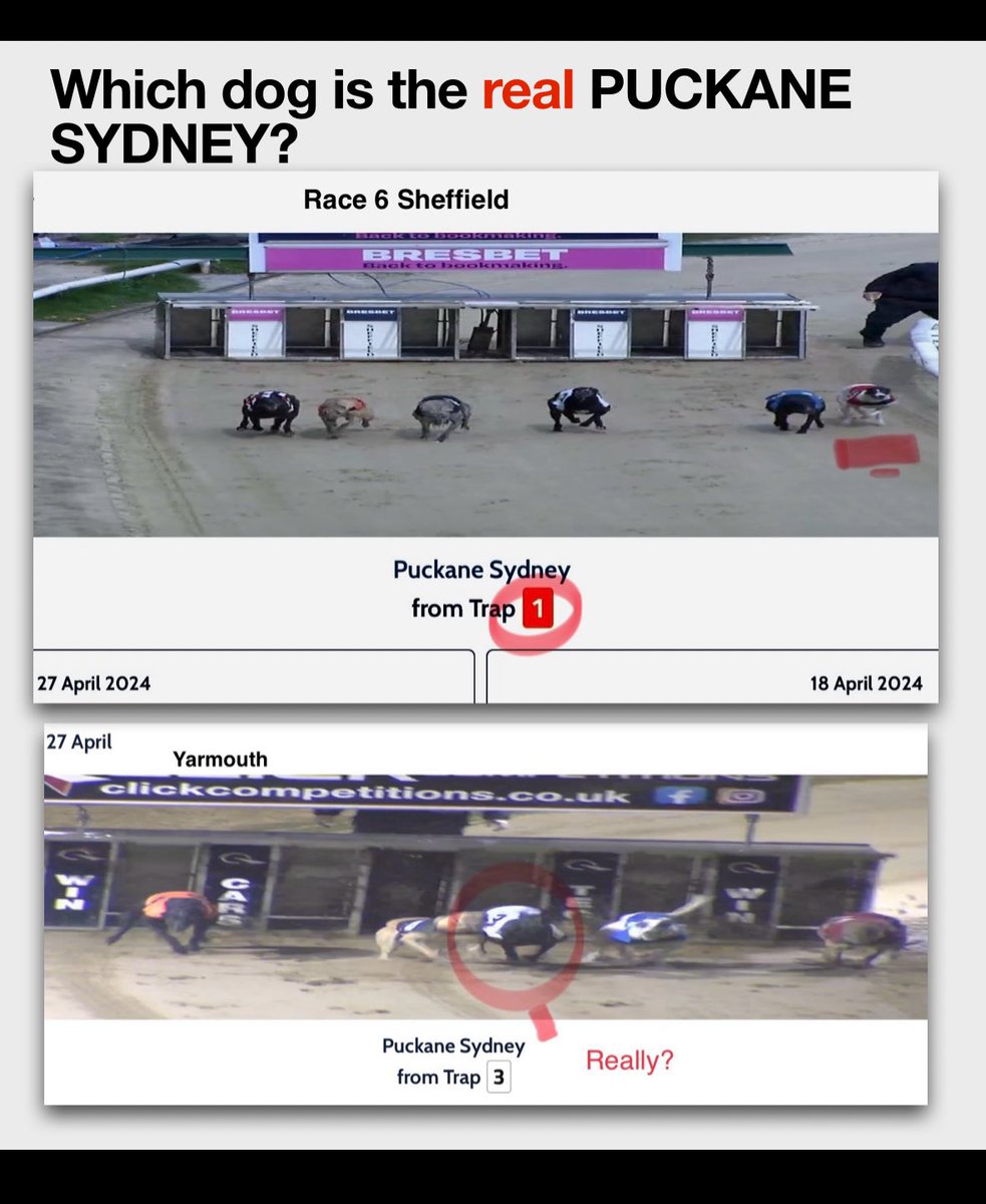 Wonder why Puckane Sydney was trialled at Sheffield on 18/4/2024 and then listed as in Race 6? He is seen as a black and white dog, at Sheffield but black at Yarmouth? More dodgy goings on? #gbgb #bangreyhoundracing #CutTheChase