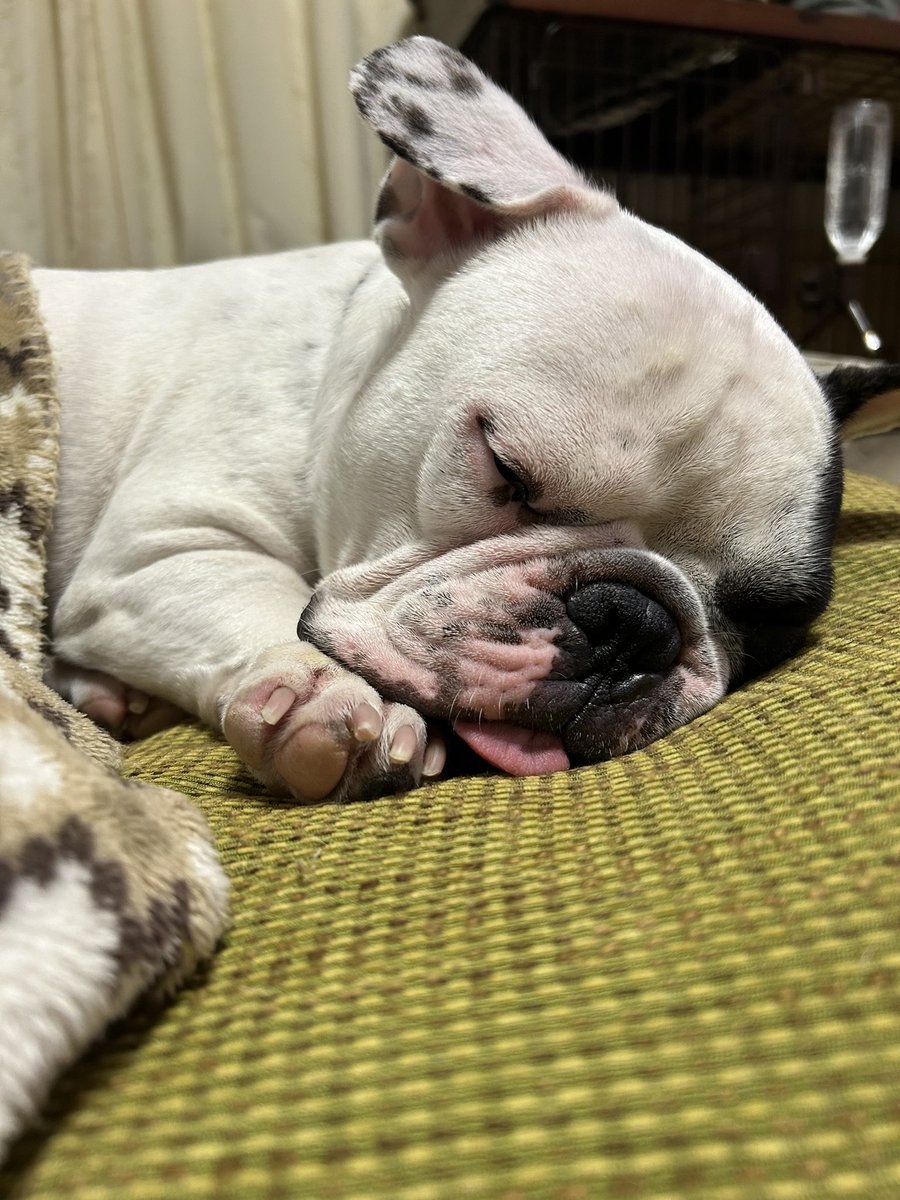 爆睡中…💤
幸せそうな寝顔やな

#フレンチブルドッグ
#ふれぶる
#frenchbulldog