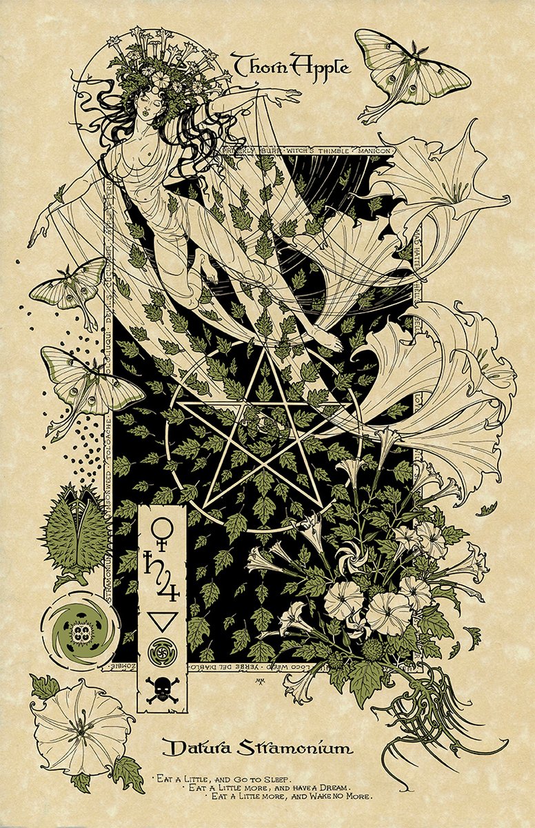 In case you needed to know, Thorn Apple (Datura Stramonium) is one of the main ingredients used in a Witch's Flying Ointment #FolkloreSunday 🖤 (Image from The Magickal Botanical Oracle deck)