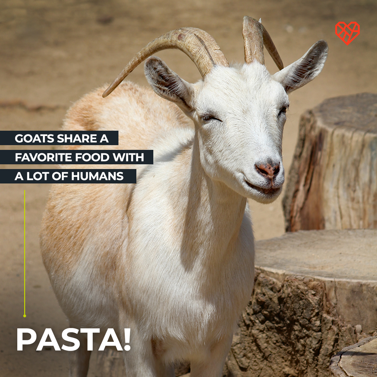 Ready, set, GOAT! 🐐 How many of these fab facts did you know?