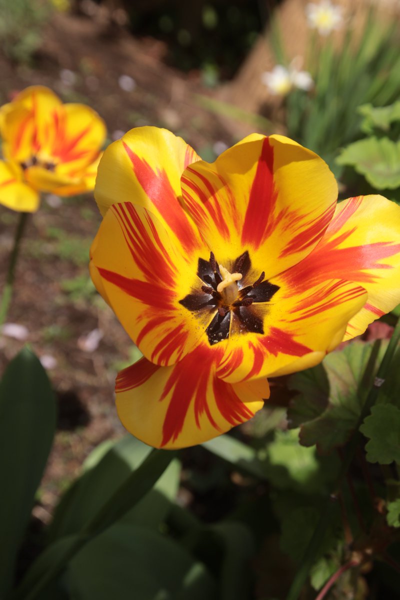 Tulips 😳 #Photography #Flowers