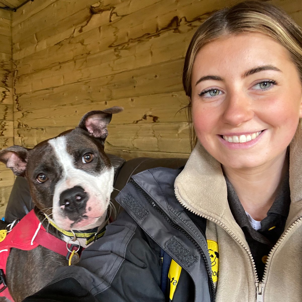 Check out our 'Dog of the Week' Molly, who's super hyped to find her forever home 🏡 Molly: bit.ly/3PtAUbv 👈 #Staffie #DogsTrust @DogsTrust
