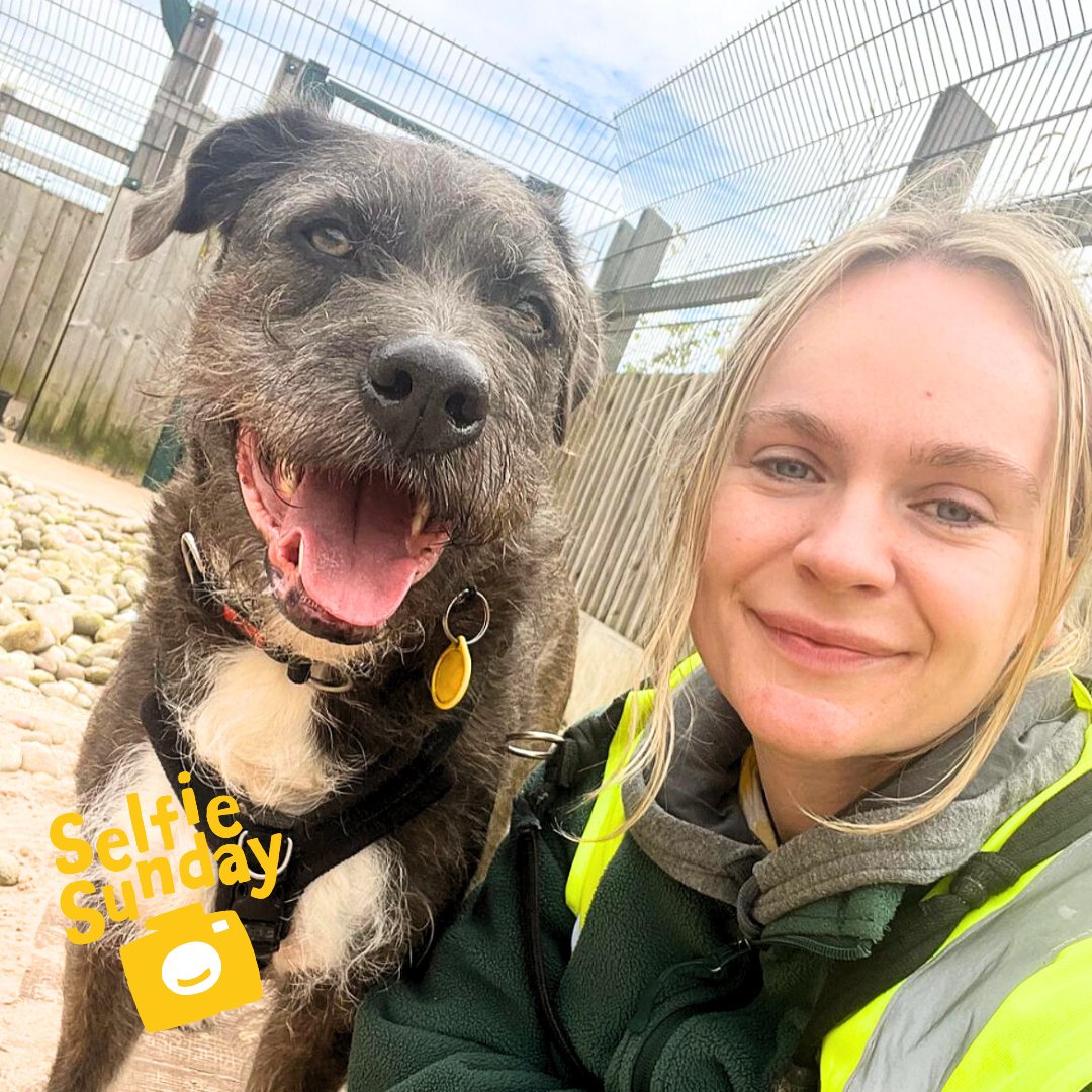#SelfieSunday time with handsome boy Ramsey and Canine Carer Hollie 🤳 Don't both of these lovely beings have the most beautiful eyes! Ramsey is on the look out for his forever home 💛 #DogsTrust #DogsTrustCardiff #Cardiff #ineedahome #adoptme #spanishwaterdog #thoseeyestho