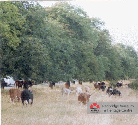 These are just some of the goings-on at Woodford Green over the years – the Victorian Woodford Cycle Meet, cabaret performances in the 1940s, cricket matches, and even cows with ancient grazing rights to the land! What’s your favourite green space in Redbridge? #HBAHGreen