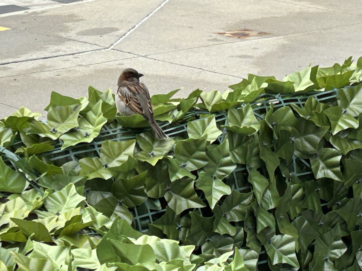 Wisdom, pause with us a few moments before winging elsewhere, and teach us how to sing boldly and make nests wherever we are #chalicelight #morningprayer #uu