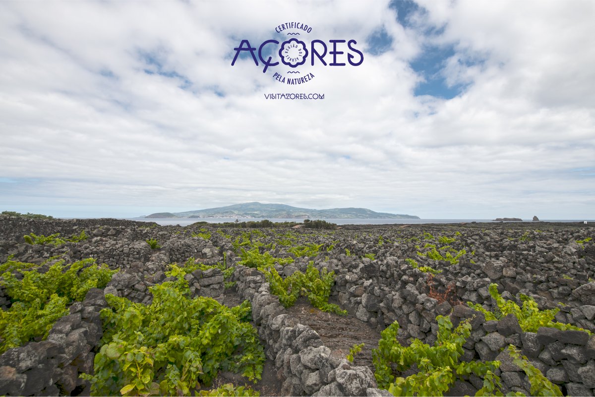 Sabia que a Criação Velha, na ilha do Pico é Património Mundial da UNESCO? Did you know that Criação Velha, on the island of Pico, is a UNESCO World Heritage Site? #visitazores #açores #azores