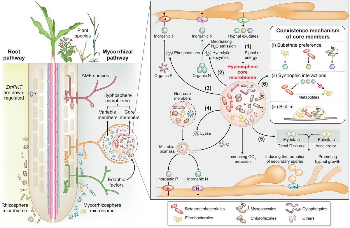 Concepts and consequences of the #hyphosphere core #microbiome for arbuscular #mycorrhizal fungal fitness and function #TansleyInsight by Letian Wang, Timothy S. George, and Gu Feng 📖 ow.ly/QAcC50RnSyf #MycorrhizalResearchNow @wileyplantsci