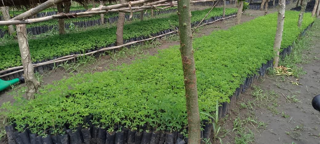 Padibe Coffee Growers Cooperative Society Limited, located in Padibe, Lamwo District, Uganda, is dedicated to enhancing coffee quality and production in the region by providing quality support programs for farmers at the grassroots level in the community.

#ProduceMoCoffee