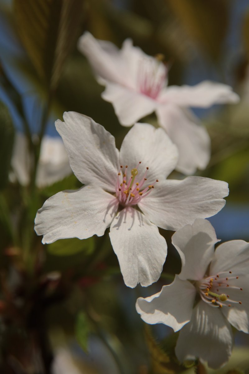 Cherry blossoms 😃 #Photography #Flowers