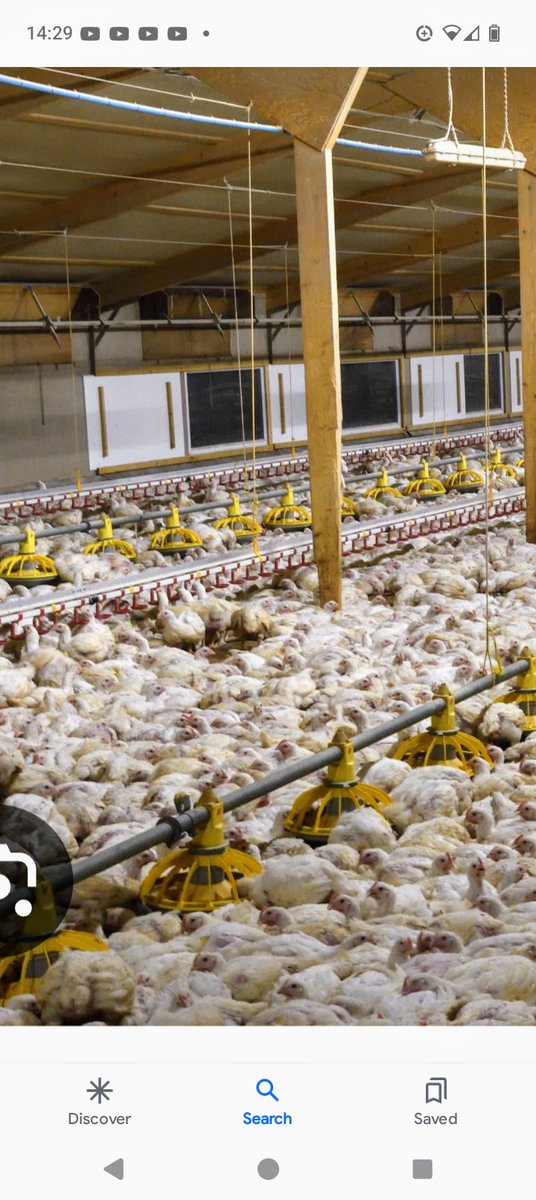 This is #factoryfarming. It's cruel, the chickens get burns on their feet from the urine, it pollutes our rivers and streams, it's costly feeding grain to billions of chickens. Is it worth it?