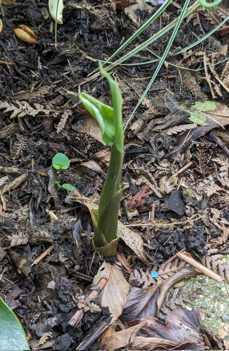 And we're off.... Zingiber moiga 'Variegata' is out the ground. Another plant that brings a long season of interest in our exotic courtyard garden. #Garden #Gardening #GardeningX