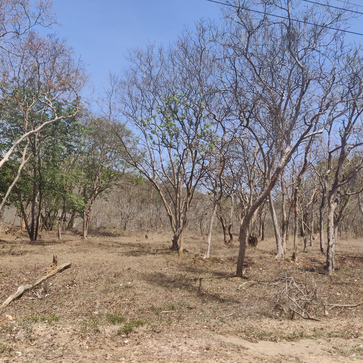 Bandipur Forest Area looks dry

Passed by Bandipur this afternoon. It looks brown and dry.

Hopefully the rains next month should bring back the greenery.

Poor wild life. May nature have mercy.

#KarnatakaRains