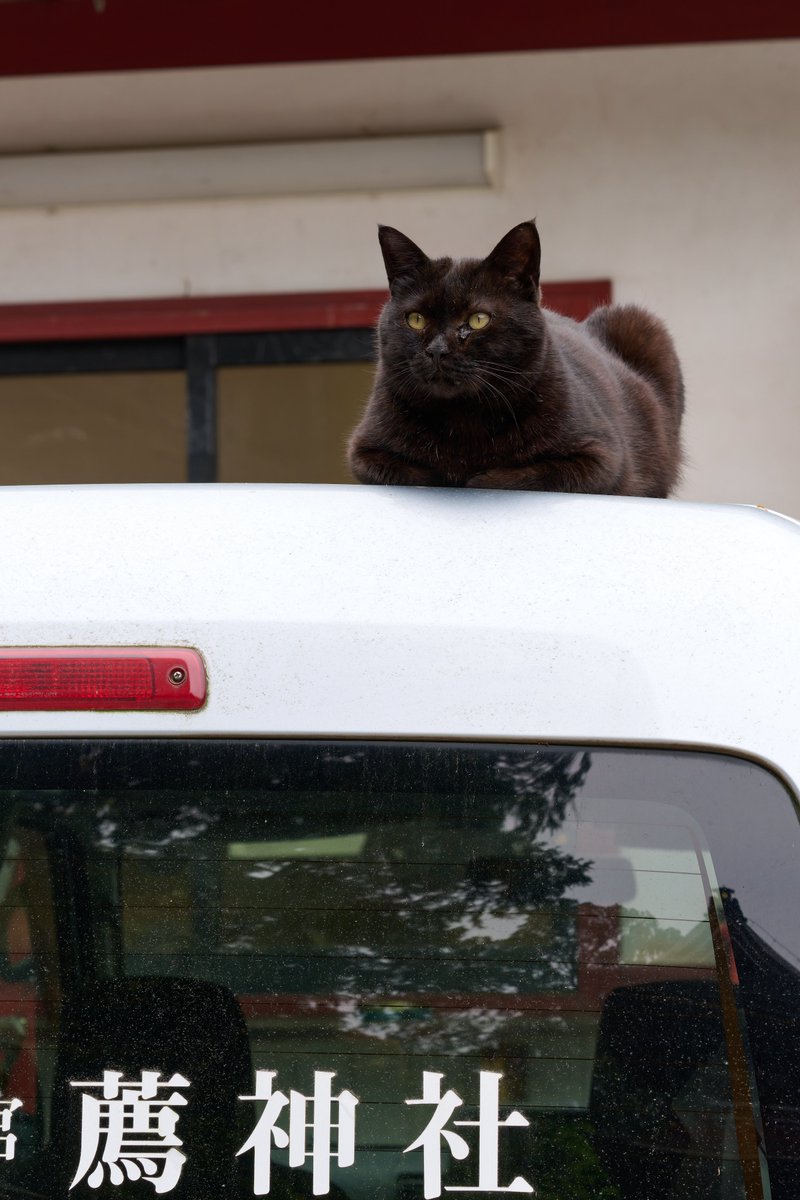 車の上が指定席でした( *´艸｀) #猫 #CAT #ファインダー越しの私の世界 #キリトリセカイ #nikonphotography #Nikon #ℤ9 #私とニコンで見た世界 #photo #photograghy