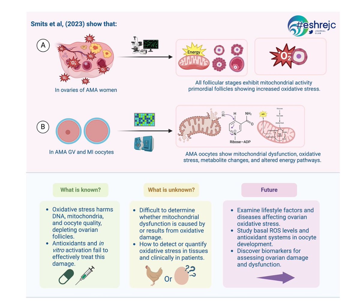 Our new #ESHREjc piece navigates the following: ❓Cellular and molecular impact of oxidative stress (OS) on aging oocytes ❓Factors that impair oocyte quality beyond age ❓ Potential therapeutic strategies to mitigate OS and mitochondrial dysfunction 🔗 doi.org/10.1093/humrep…