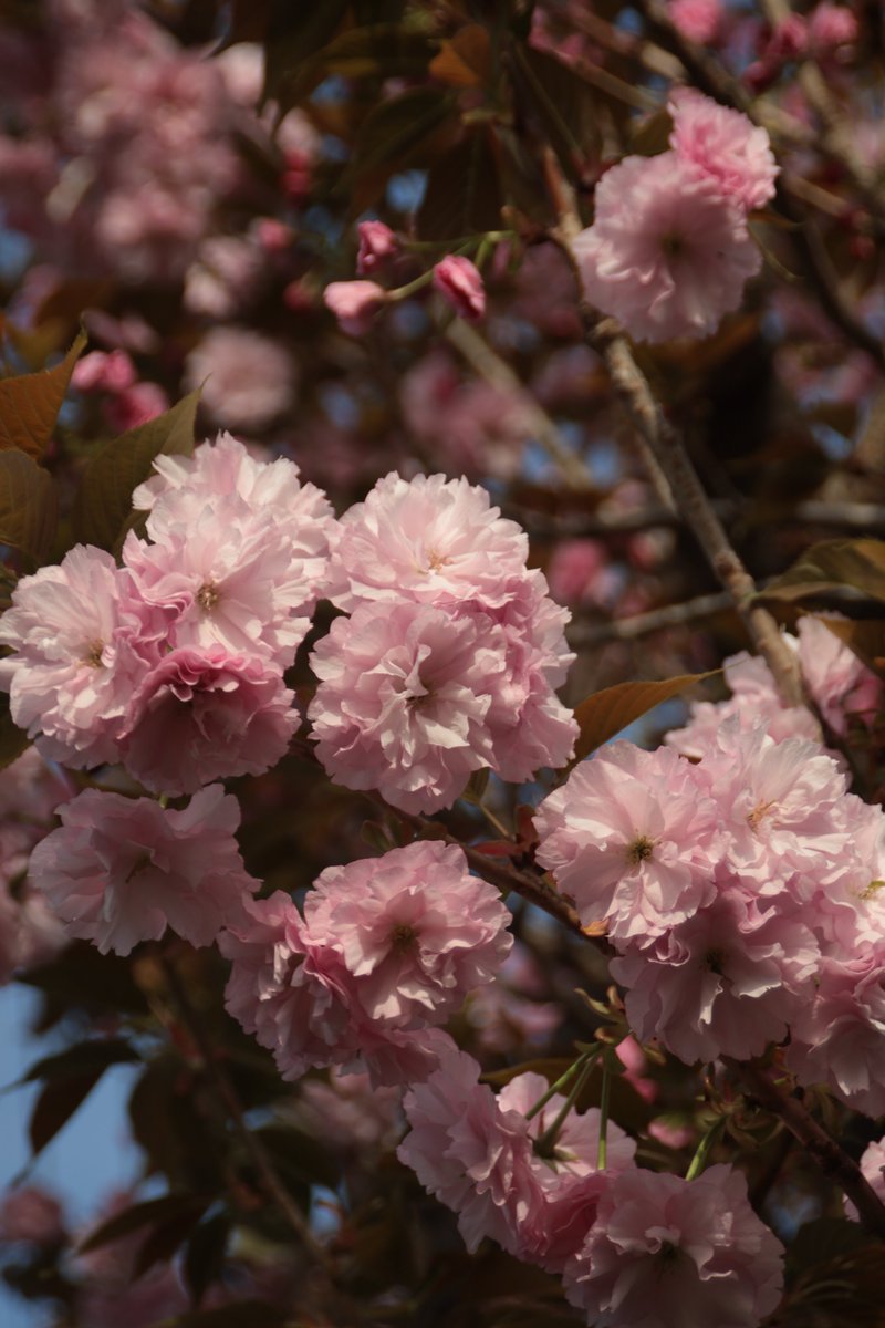 Double cherry blossoms 😙

#Photography #Flowers