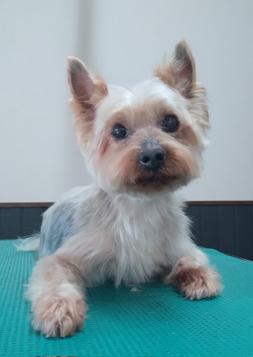 ヨーキーの ピースくん

#ヨークシャーテリア #ヨーキー #津市トリミング #津市ドッグサロン #津市 #yorkshireterrier #yorki #trimming