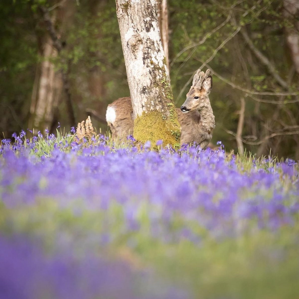 You never know who you'll meet on a wan-deer through the woods this weekend... Find out how to identify deer in the forest 👉 forestryengland.uk/blog/forest-gu… 📷 Laura Jackson 📍 The New Forest 🦌 #MammalWeek