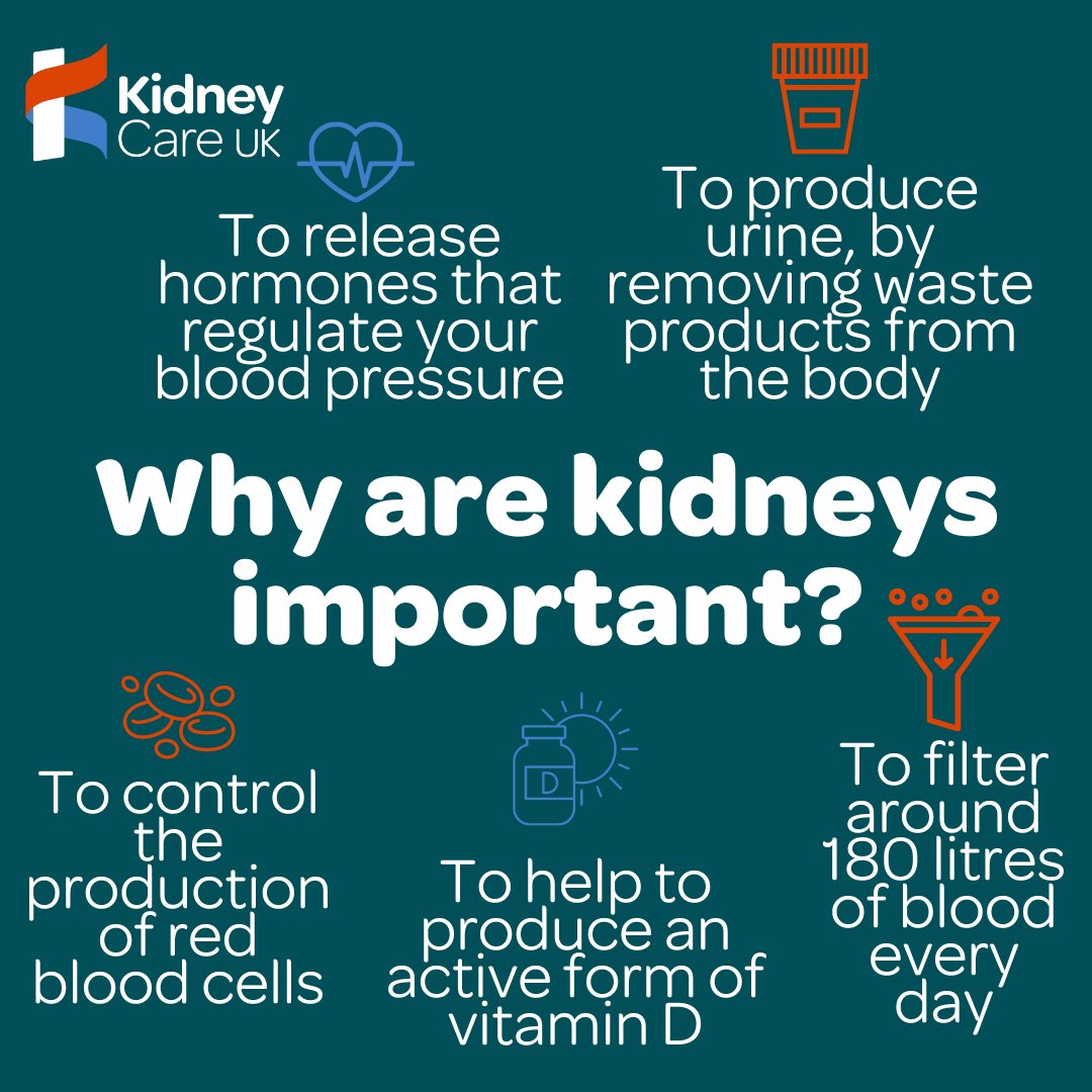 🤷‍♀️ Sadly, most don’t give their #Kidneys a thought unless something goes wrong with them. However, our kidneys are so essential & play a vital role in keeping us healthy. They're not very big but they are VERY important! 🤔 Find more #KidneyFacts here: kidneycareuk.org/kidney-disease…