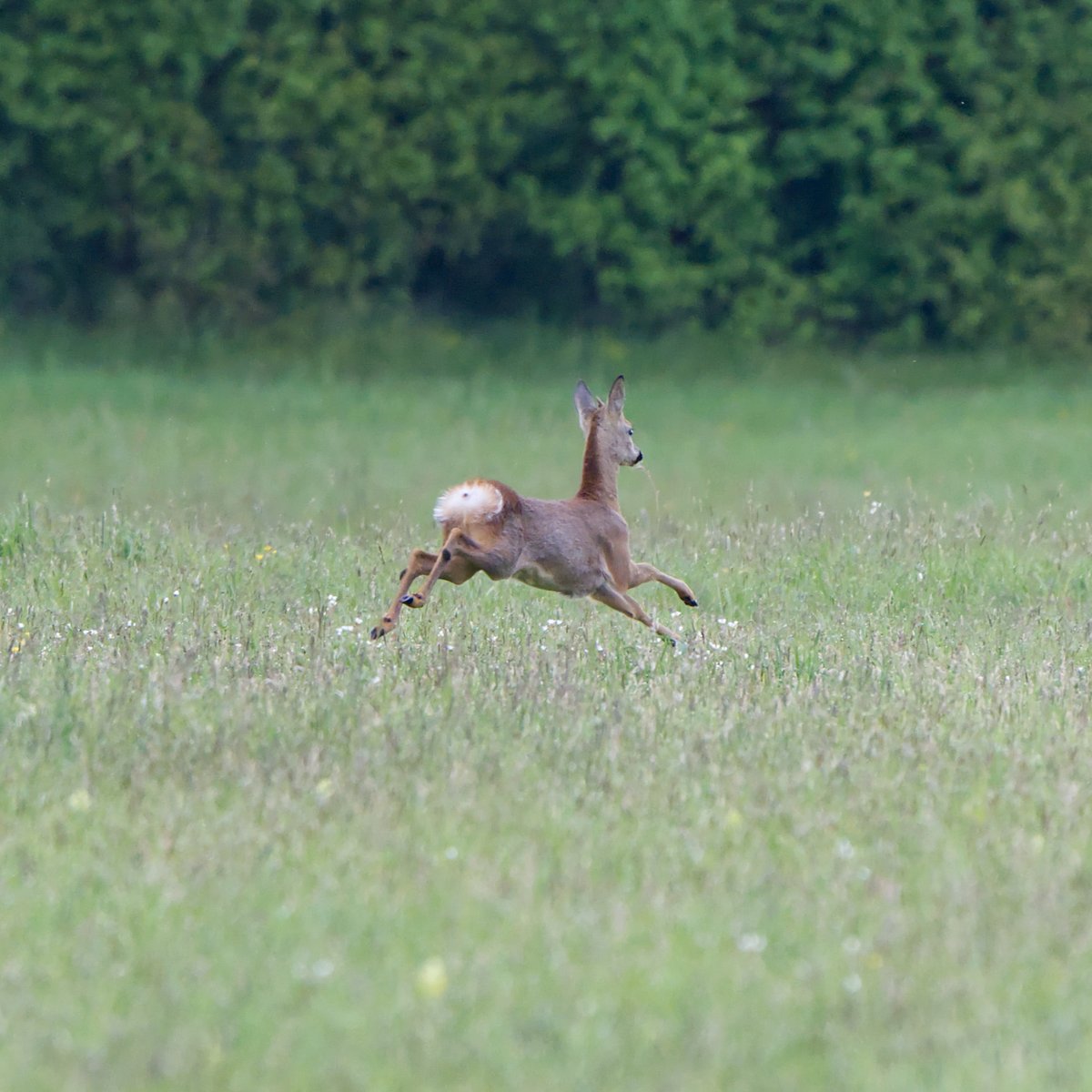 Von der heutigen Morgenrunde #Natur #Fotografie #Reh #deer #NaturePhotography