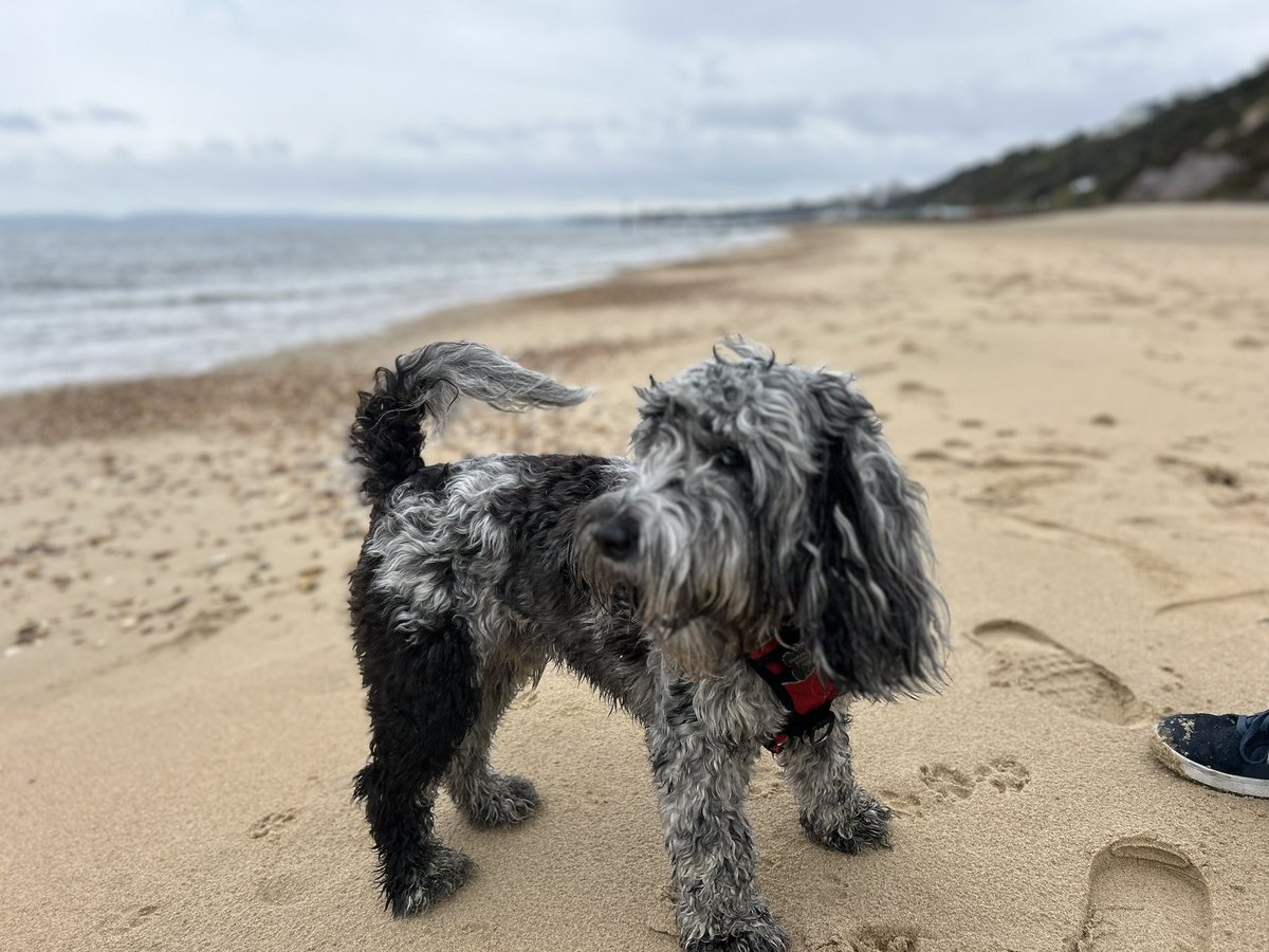Fantastic to visit GB trials for #BeachSprints taking place at bournemouth beach  (new Olympics 2028 sport!) Todd loved running on beach too though the sea was way too cold for him! Head down & give these athletes your support all day today at Toft Steps