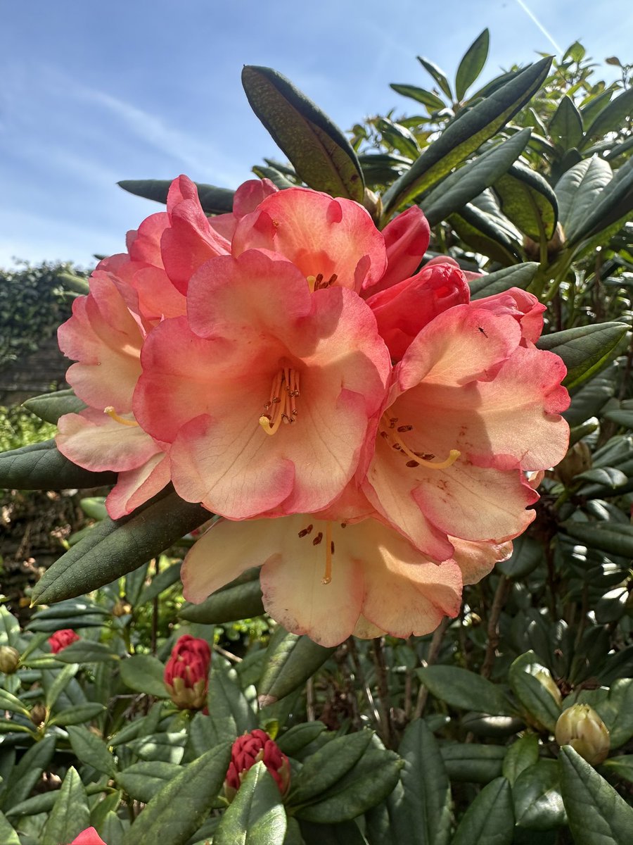 Coffee time ☕️☕️🌺 (#elevensestime) @TGardenHouse #Dartmoor #Devon