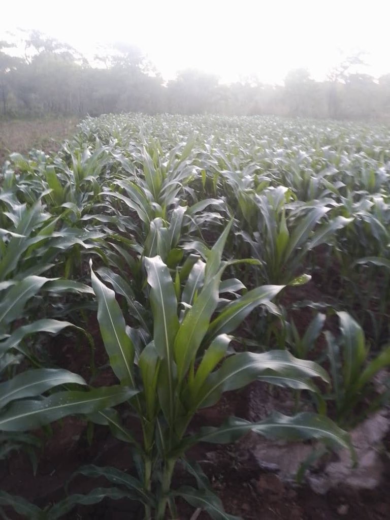 The winter maize is doing well. Kabuyu, Southern Province, Zambia!