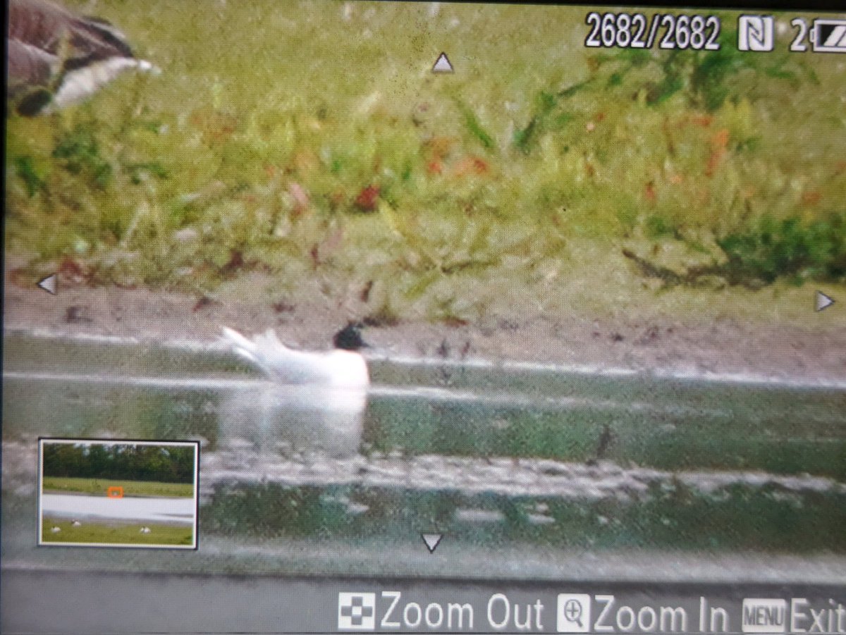 Lesser Whitethroat singing by Martin Smith bridge. On Tack Piece 2 Little Gulls, an Egyptian Goose + 2 swifts over @slimbridge_wild #Glosbirds