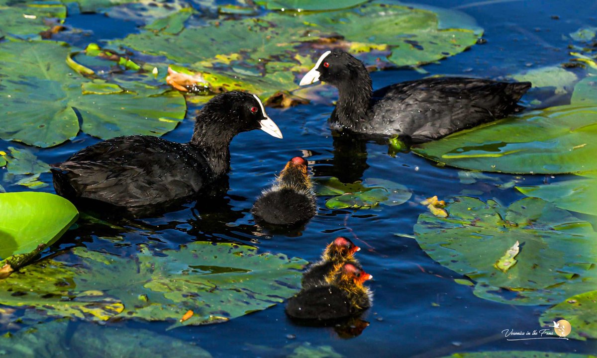 Love the little Coot chicks 😍 just adorable 🥰 Ely.

“The Eurasian Coot is all-black and larger than its cousin, the Moorhen. It has a distinctive white beak and 'shield' above the beak which earns it the title 'bald'. It patters noisily over the water before taking off. ~ RSPB”