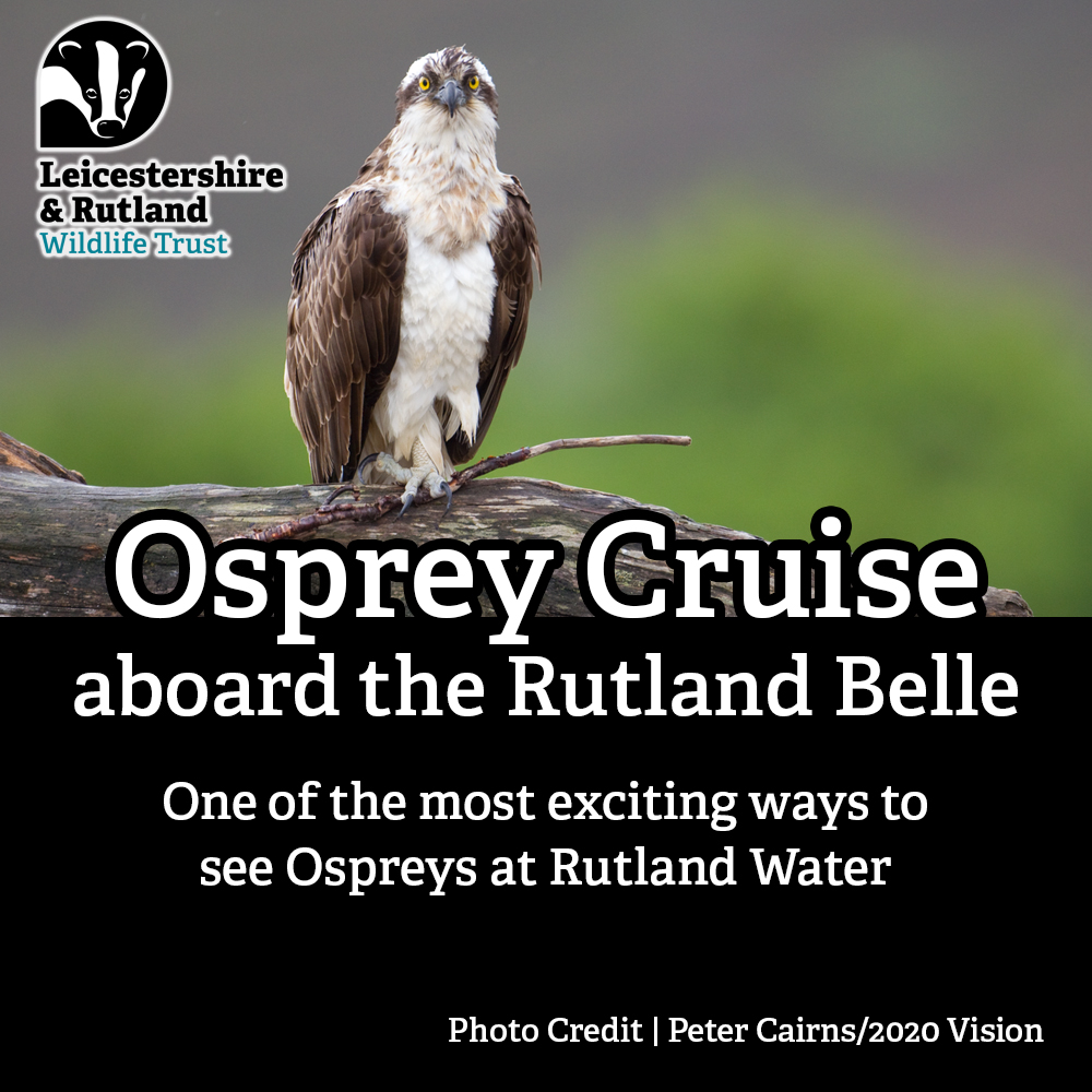 One of the most exciting ways to see Ospreys at Rutland Water is to take a guided trip aboard the Rutland Belle, set sail on our evening cruise and enjoy a different perspective on the reservoir. Book your place with us here, lrwt.org.uk/osprey-cruises