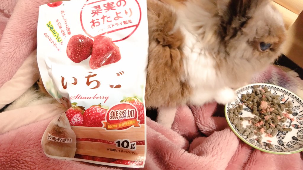 musaskss's tweet photo. 最近のまるちゃんのお気に入り

だけど、お薬混ぜたごはんのふりかけにしかしてないので、たぶんまるちゃんは🍓と認識してない😂 https://t.co/M1Co1akkF2