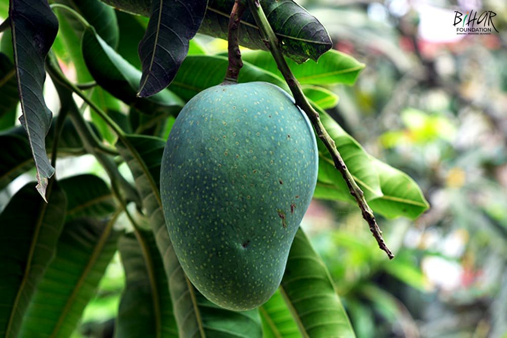 This popular mango variant, primarily cultivated in northern Bihar, ripens sooner than other types. It boasts a delightful aroma and exceptionally sweet flavour. Do you know its name?