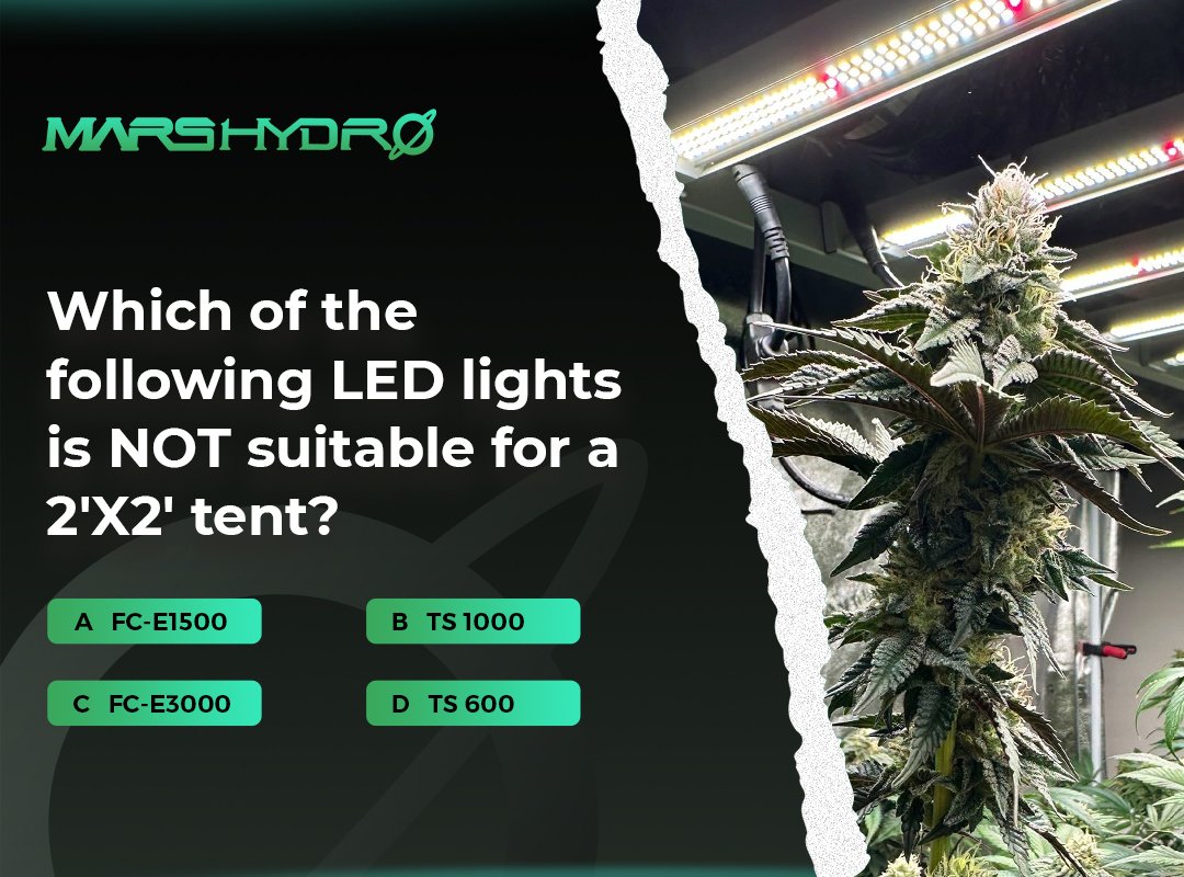 Quiz time! 🤔 Let's take new challenges - you might learn something new. Which of the following LED lights is NOT suitable for a 2'X2' tent? Leave your answer in the comments below. 👇 Hint ➡️ mars-hydro.com/2x2-1680d-grow… #MarsHydro #Quiz #growtent