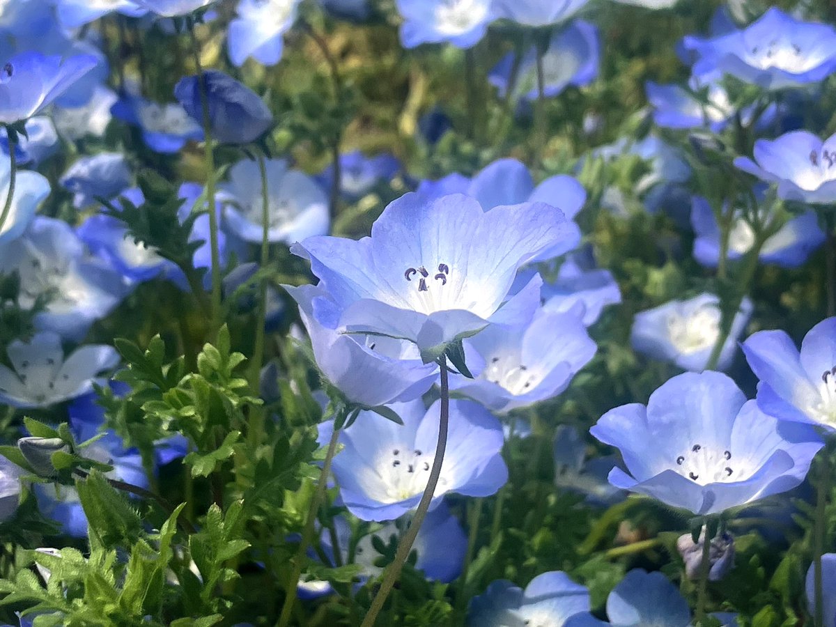 chibipococh's tweet photo. ネモフィラブルーに魅せられました✨

ネモフィラの花言葉は「可憐」「成功」等です。
繊細で愛らしい見た目から「可憐」という花言葉はぴったりですね。
「成功」の花言葉をもつことから、新しい挑戦や目標に向かう人へのエールとしても最適です！

#万博記念公園
#ネモフィラ https://t.co/Tn3BlYXNPE